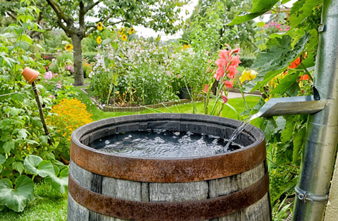 Rain barrel in garden