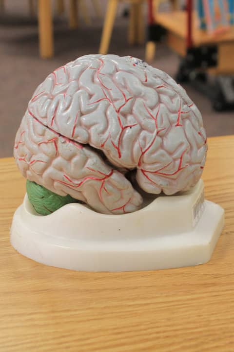 Mode of human brain with arteries