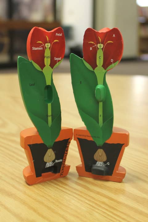 Model of cross-section flower