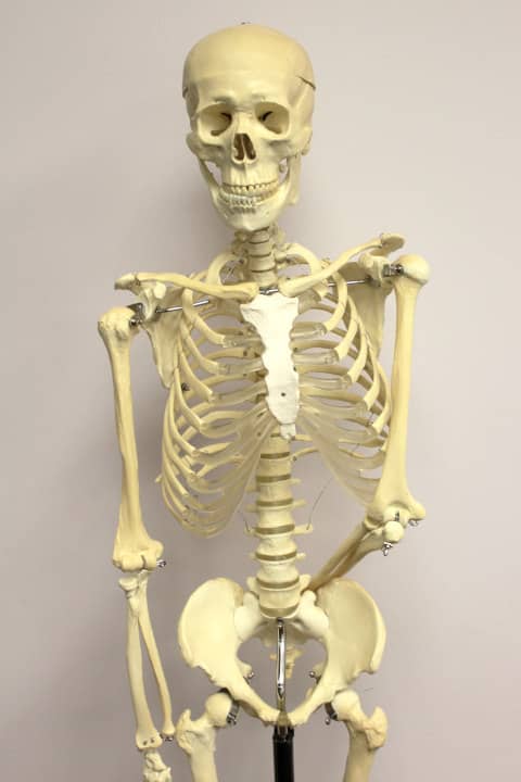 Human flexible skeleton model